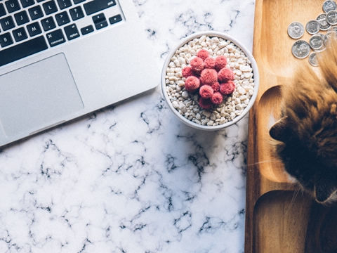 天貓國際服務商入駐條件與運營資質(zhì)要求 天貓國際服務商入駐條件與運營資質(zhì)要求